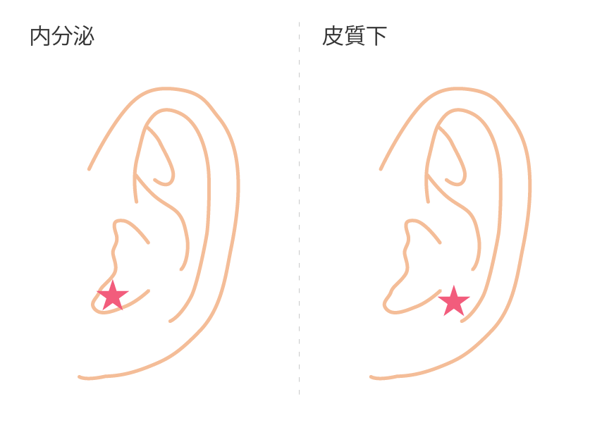 内分泌・皮下質.png