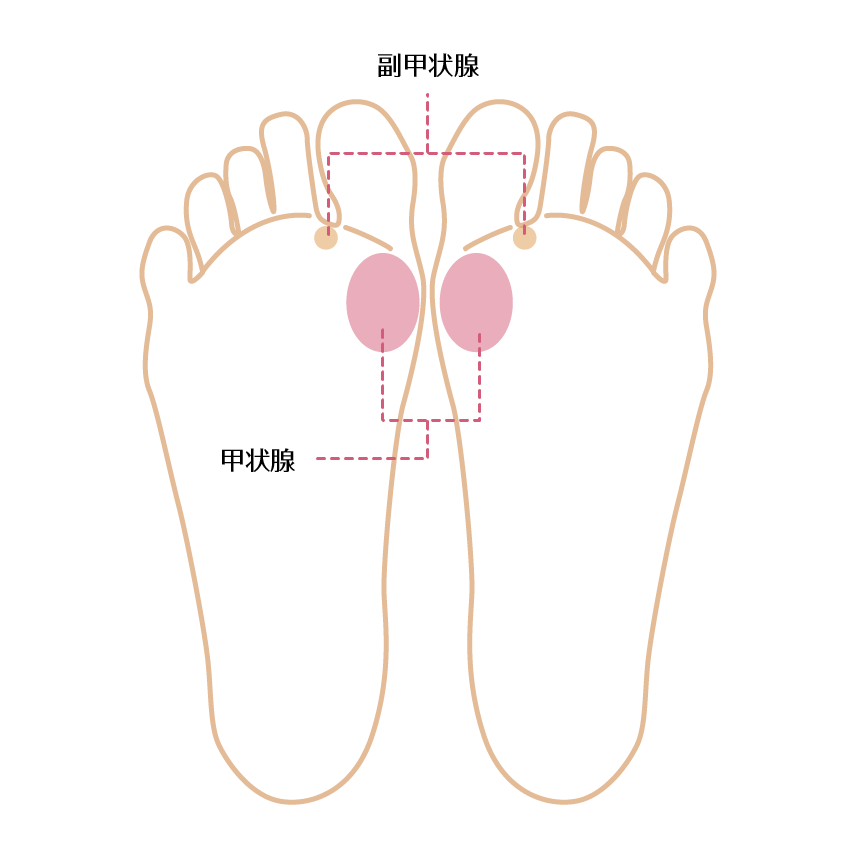 なんとなく疲れやすさを感じる時は、甲状腺・副甲状腺の反射区が効果的。副甲状腺は、血中のカルシウム濃度を調整するホルモンが分泌される臓器。